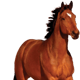 seoszr